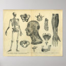 Search for anatomical posters Human