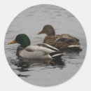 Search for loon bird stickers Duck
