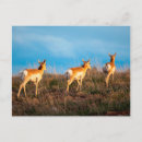Search for pronghorn postcards Superstock