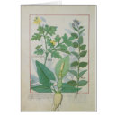Search for medicinal plants postcards C12th