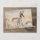 Search for antelope postcards Hunting