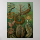 Search for centipede posters Vintage