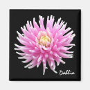 Search for dahlia magnets Pink