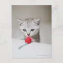 Search for british postcards Animals