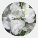 Search for white iris Thank you