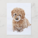 Search for puppy face postcards Pet