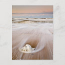 Search for blanca postcards Ocean