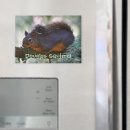 Search for squirrel picture magnets Squirrels