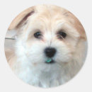 Search for havanese stickers Pets