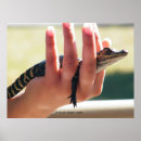 Search for reptile posters Alligator