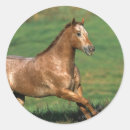 Search for appaloosas stickers Equestrian