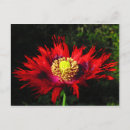 Search for rain drops postcards Red