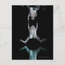 Search for jumping frog postcards Wildlife