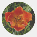 Search for red flower stickers Photography