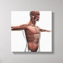 Search for muscles of the face posters Anatomy