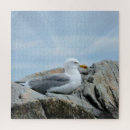 Search for gull puzzles Beach