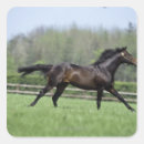 Search for thoroughbred horse stickers Running