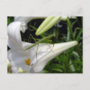 Search for mantis postcards Flower