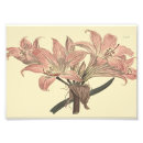 Search for belladonna posters Pink