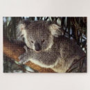 Search for koala bear puzzles Bears