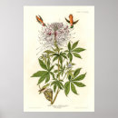 Search for ruff posters Vintage