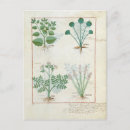 Search for medicinal plants postcards Robinet