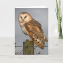Search for wise cards Hoot