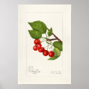 Search for cherry fruit posters Vintage