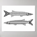Search for barracuda posters Fish