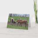 Search for mare photography Animal