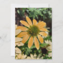 Search for echinacea cards Coneflower