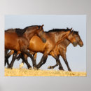 Search for andalucian Breed