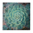 Search for close up tiles Plant