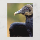 Search for vulture postcards Wildlife