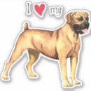 Search for boerboel South african mastiff