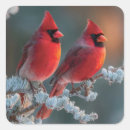Search for northern red cardinals stickers Wildlife