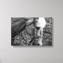 Search for black horse canvas prints Equine