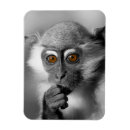 Search for baby monkey magnets Ape