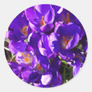 Search for crocus stickers Nature