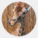 Search for funny giraffe stickers Zoo