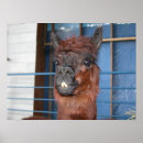 Search for funny llama posters Llamas