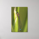 Search for buds canvas prints Nature