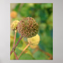 Search for button posters Nature