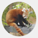 Search for red panda stickers China