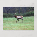 Search for elk postcards Animal