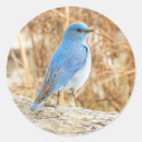 Search for bluebird stickers Songbird