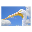 Search for endangered birds posters Nature