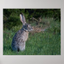 Search for jack rabbit Hare
