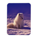 Search for arctic magnets Wildlife