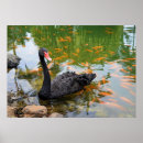 Search for black swan posters Bird